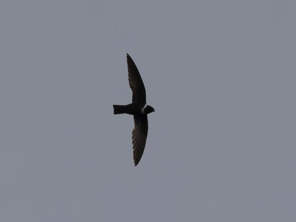 Witkraaggierzwaluw (Streptoprocne zonaris)